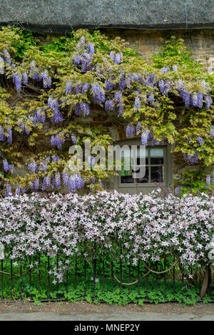 Il Glicine floribunda. Il glicine giapponese e clematis a fioritura primaverile sulla parte esterna di un cottage con tetto di paglia. Heyford inferiore. Oxfordshire, Inghilterra Foto Stock