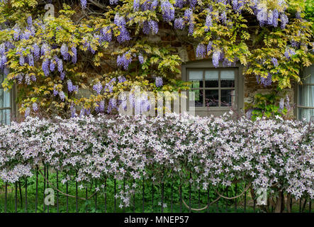 Il Glicine floribunda. Il glicine giapponese e clematis a fioritura primaverile sulla parte esterna di un cottage con tetto di paglia. Heyford inferiore. Oxfordshire, Inghilterra Foto Stock