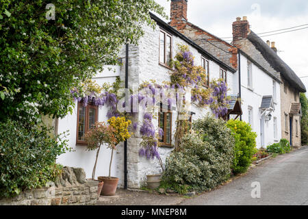 Il Glicine floribunda. Il glicine giapponese fioritura in primavera sulla parte esterna di un cottage in pietra nel villaggio di Heyford inferiore. Oxfordshire, Inghilterra Foto Stock