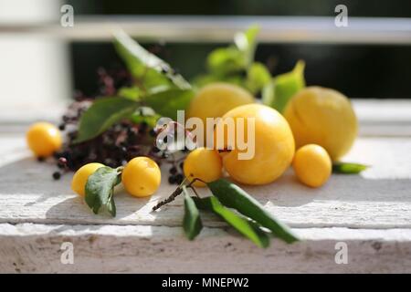 Le prugne di colore giallo con lilla nero su bianco le schede del server Sun Foto Stock