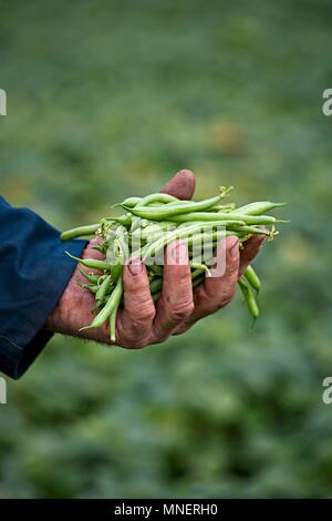 Un agricoltore che detiene appena raccolto i fagiolini verdi Foto Stock