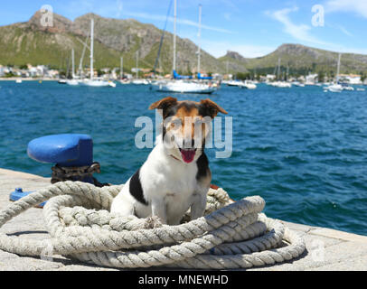 Jack Russell dog sitter in una corda in una banchina Foto Stock