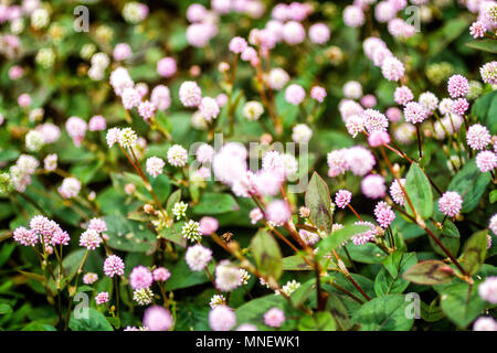 Knotweed rosa (Persicaria capitata). Florianopolis, Santa Catarina, Brasile. Foto Stock