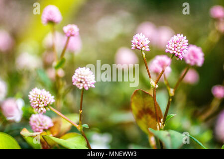 Knotweed rosa (Persicaria capitata). Florianopolis, Santa Catarina, Brasile. Foto Stock