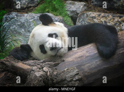 Panda gigante allo Zoo di Calgary Alberta Canada Foto Stock