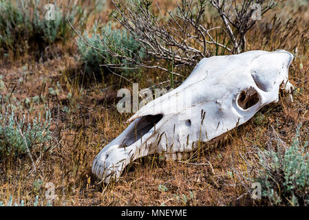 Cranio di cavallo in erba close up Foto Stock