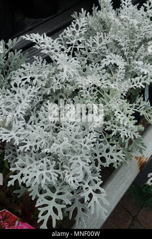 Jacobaea maritima o noto come argento erba tossica o Silverdust Foto Stock