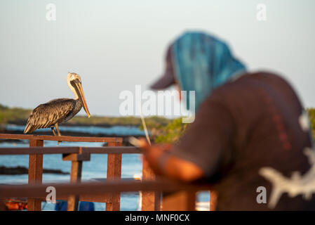 Pescatore ecuadoriana guardando al suo telefono cellulare con un pellicano nelle vicinanze, Puerto Villamil, Isabela Island, Isole Galapagos, Ecuador. Foto Stock