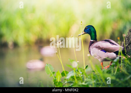 Maschio di Mallard Duck allo stagno, guardando le anatre. Il birdwatching e la fauna selvatica in estate la natura. Foto Stock