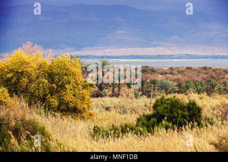 Alberi di palma plantation nel deserto vicino al Mar Morto. Israele Foto Stock