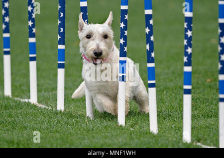 Un Tutti american dog thru di tessitura a stelle e strisce poli di armatura in un AKC agilità di prova. Foto Stock