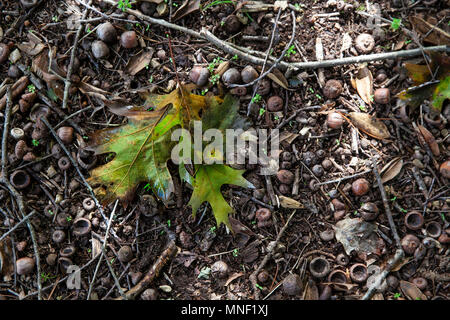 Foglie di quercia sul suolo della foresta Foto Stock