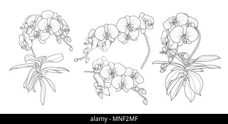 Set di isolato di orchidea ramo in 4 set di stili 1. Carino disegnato a mano fiore illustrazione vettoriale nel contorno nero e il piano bianco su sfondo bianco. Illustrazione Vettoriale