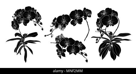 Set di silhouette isolato Orchidea Ramo in 4 set di stili 1. Carino disegnato a mano fiore illustrazione vettoriale nel profilo bianco e piano nero su bianco backg Illustrazione Vettoriale