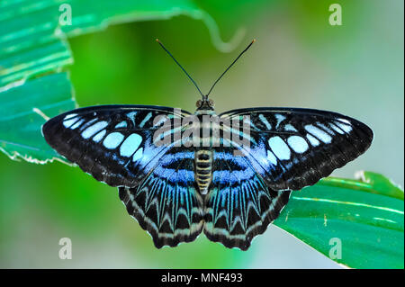 Bella Blu clipper butterfly (Parthenos sylvia), su un panno morbido e sfumato foglia verde dello sfondo. Foto Stock