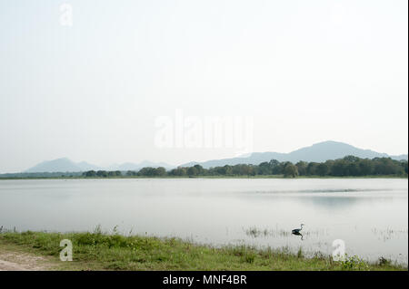 Il bellissimo panorama di un airone cinerino (Ardea cinerea) in piedi tra le canne in scena delle paludi. Foto Stock