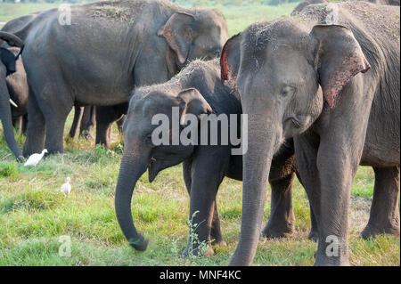 Femmina e baby elefante indiano (Elephas maximus) pascolare sui prati in Minerriya National Park, Sri Lanka. Tranquillo il tramonto in un paesaggio verde Foto Stock