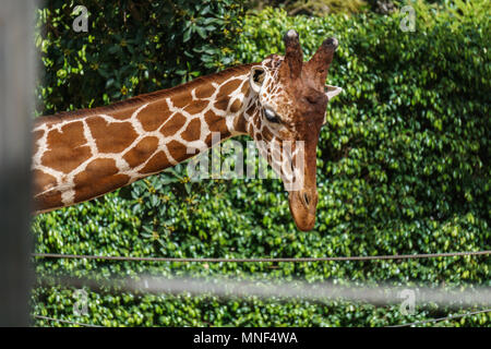 Immagine ravvicinata di una giraffa di testa su sfondo verde in uno zoo. Foto Stock