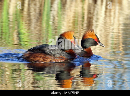 Coppia di cavalli grebe, nuoto Foto Stock