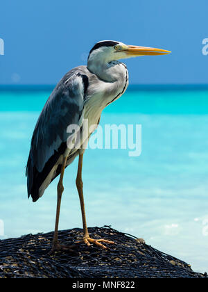 Airone cinerino (Ardea cinerea) sorge sulle rive della laguna, Kuramathi, Rsadoo Atoll, Maldive Foto Stock