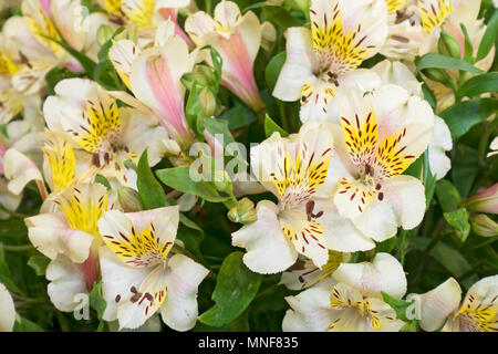 Primo piano di crema rosa alstromeria fiori Alstromerias (giglio peruviano) Inghilterra Regno Unito GB Gran Bretagna Foto Stock