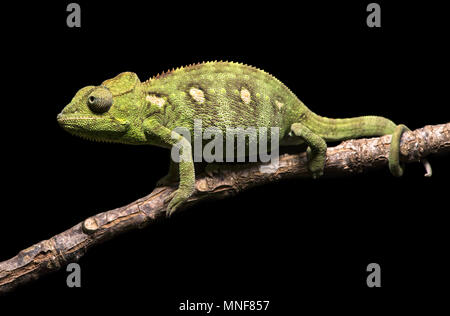 Il gigante malgascio chameleon (Furcifer oustaleti) sul ramo, Antananarivo, Madagascar Foto Stock