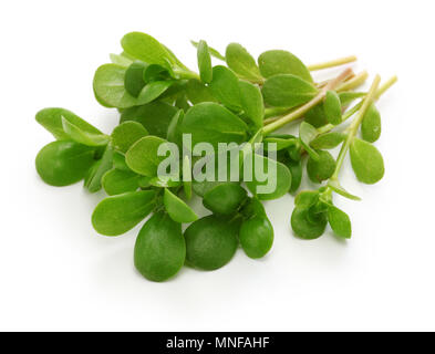 Purslane freschi, erbacce commestibili isolati su sfondo bianco Foto Stock