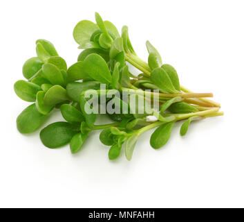 Purslane freschi, erbacce commestibili isolati su sfondo bianco Foto Stock