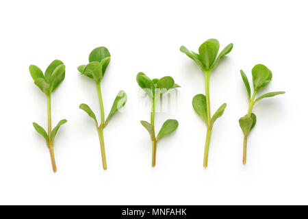 Purslane freschi, erbacce commestibili isolati su sfondo bianco Foto Stock