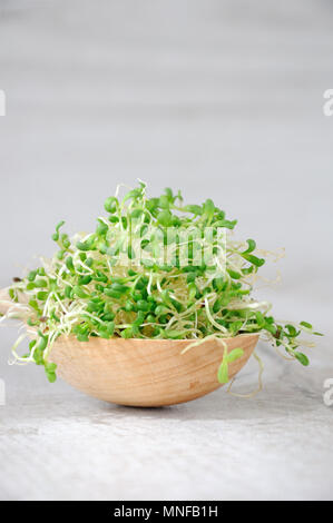 In rapida crescita di micro verdi di insalate tutto l'anno. Una manciata di germogliato di germogli alfalfa in un cucchiaio di legno. Close-up. Foto Stock