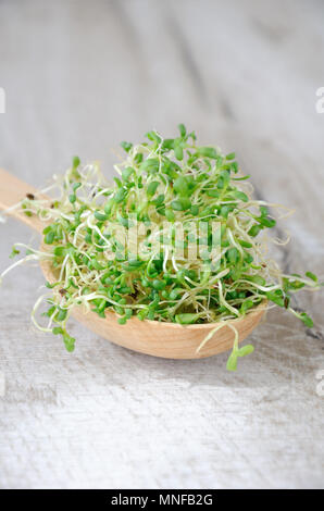 In rapida crescita di micro verdi di insalate tutto l'anno. Una manciata di germogliato di germogli alfalfa in un cucchiaio di legno. Close-up. Foto Stock