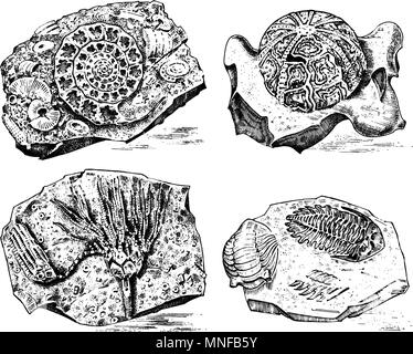 Frammento fossili, lo scheletro di epoca preistorica animali morti in pietra. Ammonita e trilobata, ricci di mare e Crinoide. Archeologia o paleontologia. incisi disegnati a mano il vecchio schizzo vintage. Illustrazione Vettoriale Illustrazione Vettoriale
