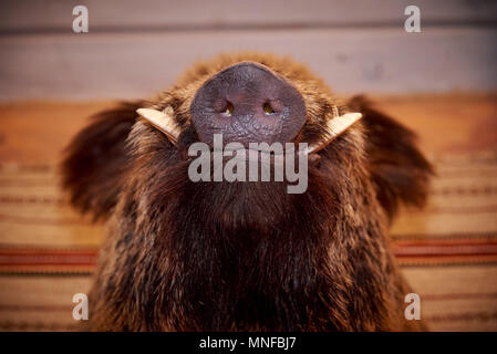 Muso di un cinghiale con zanne Foto Stock