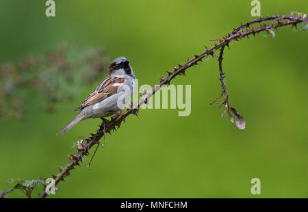 Maschio di casa passero, Passer domesticus.uk Foto Stock