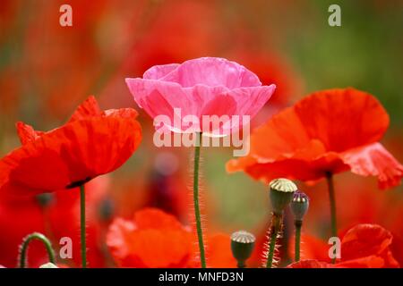 Poppies in autostrada Foto Stock