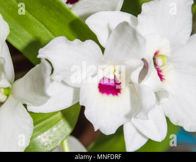 Bianco con rosa midpoint Orchid close-up Foto Stock