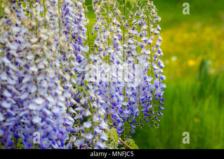 Il Glicine, glicine giapponese, appeso bianco blu fiori viola sul prato verde dello sfondo. Close up full frame sfondo orizzontale Foto Stock