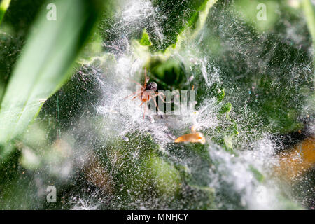 Erba ragni del genere Agelenopsis da Agelenidae spider famiglia, noto come tessitore a imbuto. Horizontal Macro shot in luce del sole di mattina Foto Stock