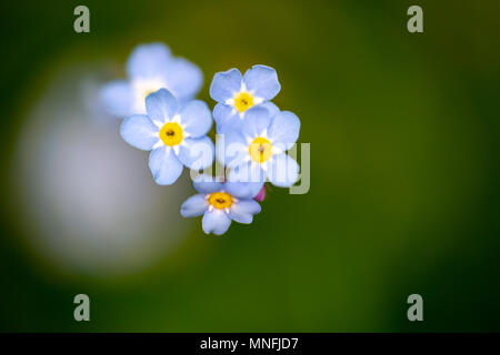 Dimenticare alpino-me-non, Myosotis alpestris, macro estreme su fiori blu di testa. Messa a fuoco selettiva sui fiori verde con sfondo sfocato. La valvola Clo orizzontale Foto Stock