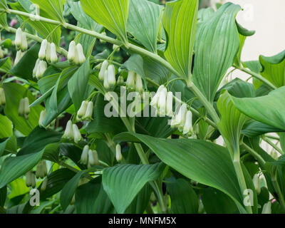 L'inarcamento verde fogliame ed appendere i fiori bianchi delle Salomone guarnizione (Polygonatum × hybridum) Foto Stock