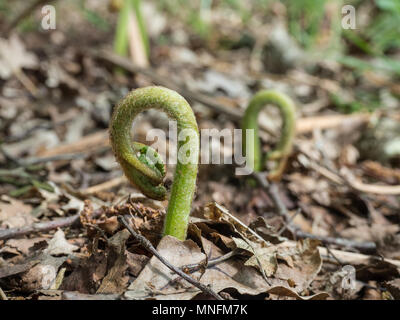 Spiegatura bracken fronde tra la lettiera marrone delle ultime stagioni la crescita Foto Stock