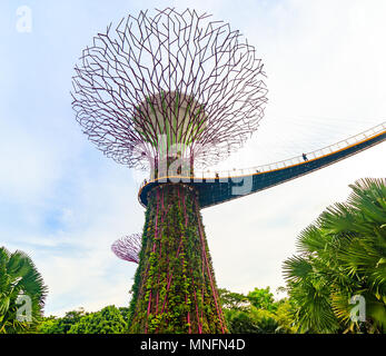 Singapore - Agosto 09, 2017: La Supertrees presso i giardini dalla Baia di Singapore Foto Stock