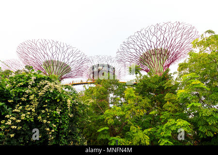 Singapore - Agosto 09, 2017: La Supertrees presso i giardini dalla Baia di Singapore Foto Stock