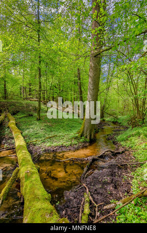 Flusso masurian nella foresta. Confine storico tra il polacco Prince-Bishopric di Warmia e Masuria prussiano regione. Città di area Olsztynek, Warmian- Foto Stock