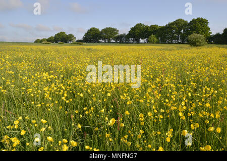 Prato ranuncolo - Ranunculus acris Foto Stock