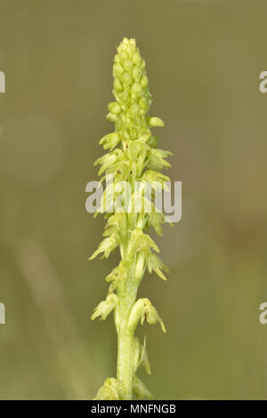 Musk Orchid - Herminium monorchis Foto Stock