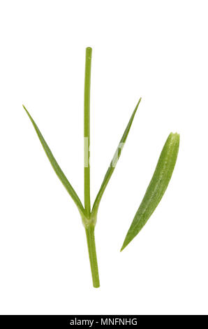 Lesser Stitchwort - Stellaria graminea Foto Stock