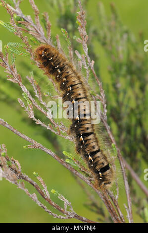 Oak Eggar - Lasiocampa quercus Foto Stock