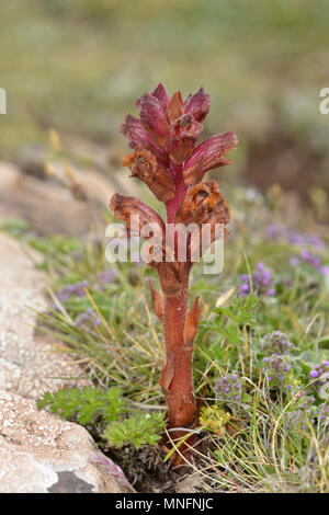 Il timo Succhiamele prataiolo - Orobanche alba Foto Stock