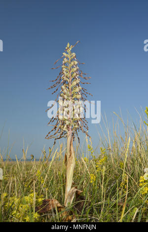 Lizard Orchid - Himantoglossum hircinum Foto Stock